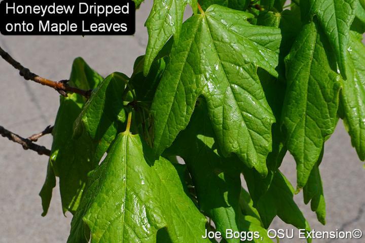 Honeydew on Maple Leaves